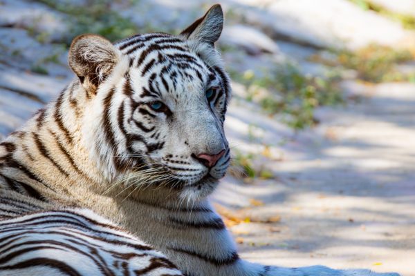 A striking white tiger rests in a sunlit outdoor habitat, showcasing its distinctive stripes. Nature 4K