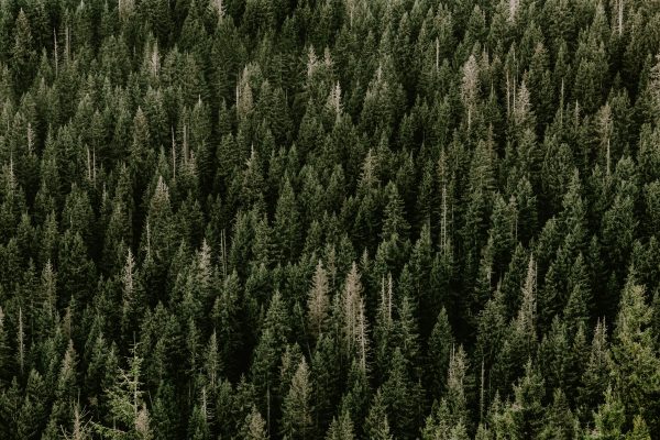 A stunning aerial view of a dense evergreen forest with vibrant green pine trees. Nature 4K