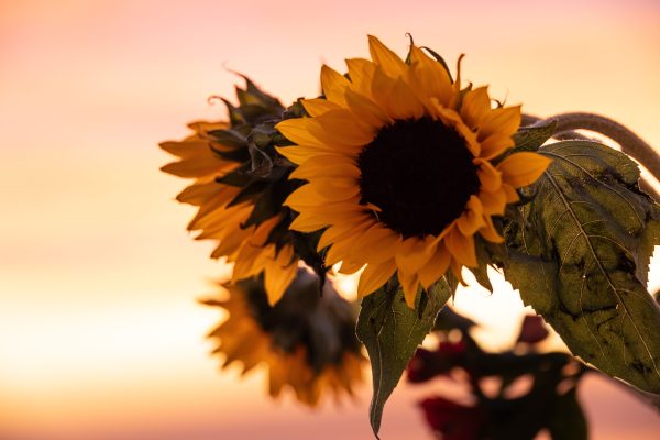 A stunning silhouette of sunflowers against a vivid sunset sky, capturing nature's beauty. Nature 4K