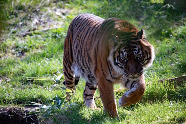 A stunning Sumatran tiger prowling in lush greenery, showcasing its majestic stripes and fierce gaze. Animaux 4K