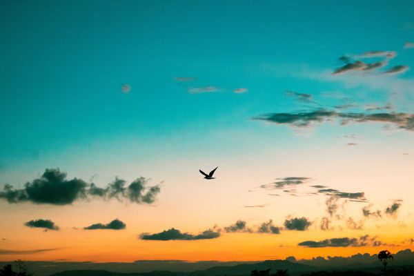 A stunning sunset sky with a lone bird flying, silhouetted against vivid clouds. Nature 4K