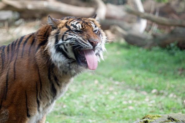 A Sumatran tiger yawning in a lush, green outdoor setting. Nature 4K