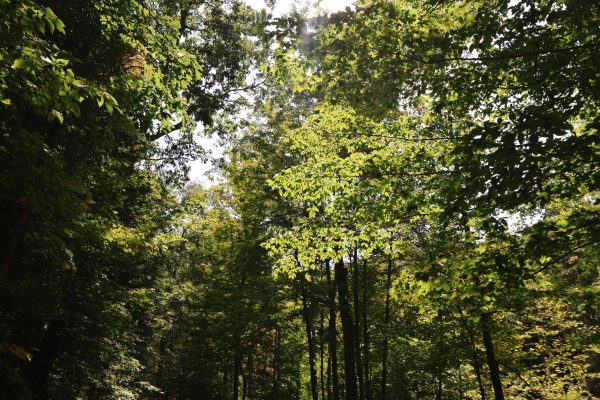 A sunlit forest in Ithaca, NY showcasing tall trees and bright greenery in fall. Nature 4K