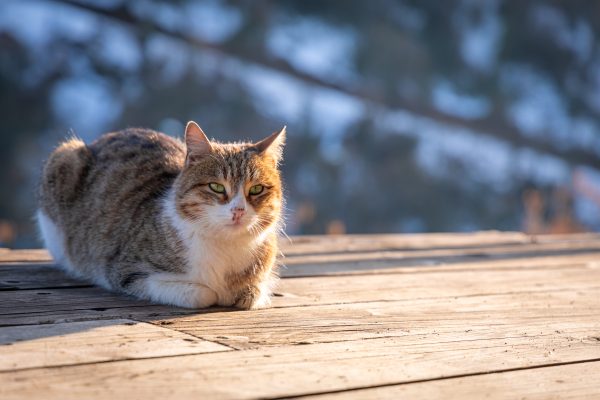 A tabby cat basking in the winter sun on a wooden deck in Trabzon, Türkiye. Nature 4K