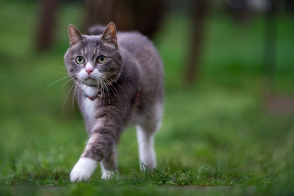 A tabby cat confidently strides through vibrant green grass, exuding elegance in a natural outdoor setting. Nature 4K