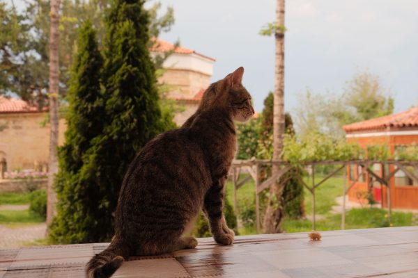 A tabby cat sitting on a table in a sunny garden with trees and buildings in the background. Nature 4K