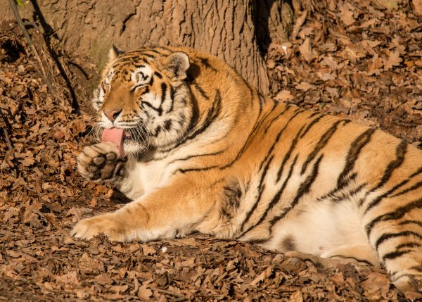 A tiger rests on fallen leaves, licking its paw in a serene outdoor setting. Nature 4K