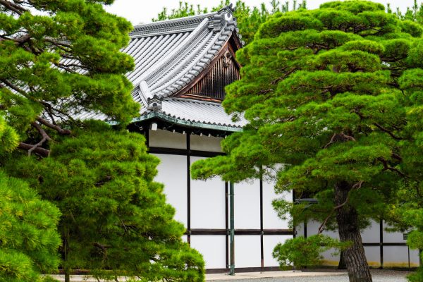 A traditional Japanese temple nestled among green pine trees, showcasing serene architecture and cultural heritage. Anime 4K