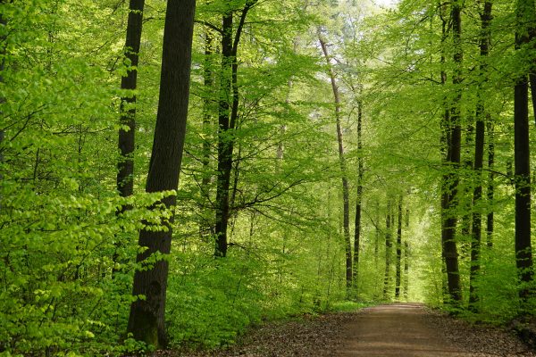 A tranquil dirt road surrounded by lush green forest trees in Esslingen, Germany. Nature 4K