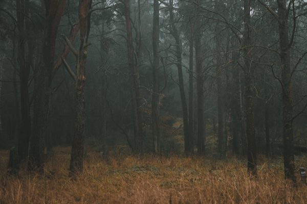 A tranquil foggy forest with tall trees and autumn colors, creating a mystical atmosphere. Dark 4K