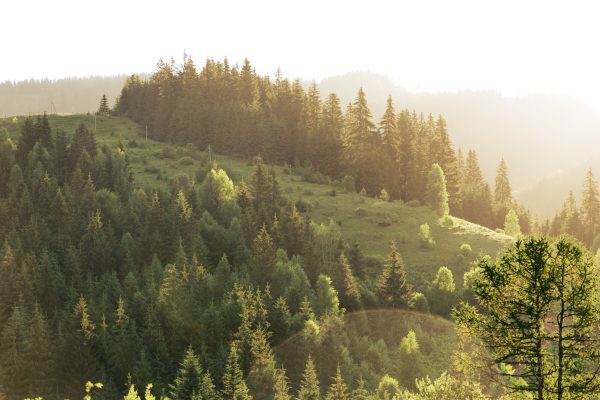 A tranquil forest landscape with sunlight illuminating lush greenery on a spring morning. Nature 4K