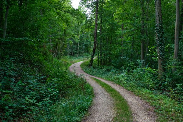 A tranquil forest path surrounded by lush greenery in Aalen, Germany. Wallpaper 4K