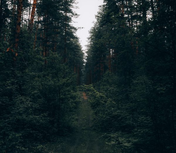 A tranquil forest path through dense tall trees, perfect for nature lovers. Dark 4K