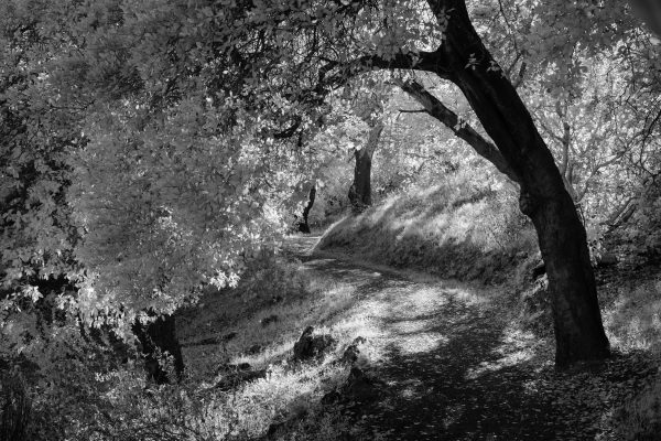 A tranquil forest pathway captured in black and white, showcasing nature's beauty. Nature 4K