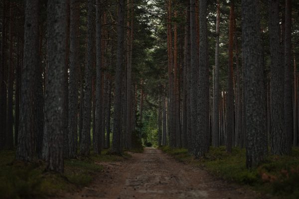 A tranquil forest pathway surrounded by towering trees, perfect for a peaceful nature escape. Dark 4K