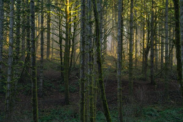 A tranquil forest scene with moss-covered trees and soft morning light filtering through. Nature 4K
