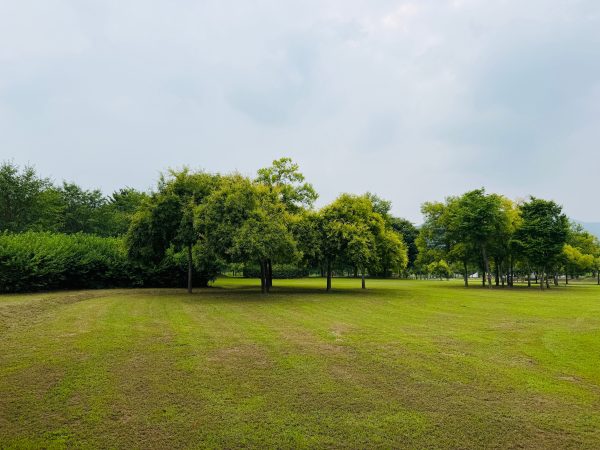 A tranquil park scene featuring lush green grass and trees under a cloudy sky. Nature 4K