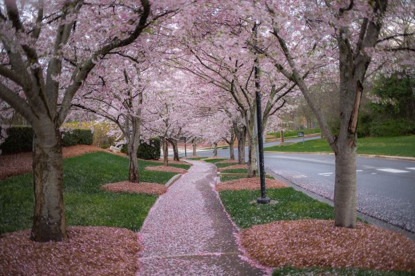 A tranquil path lined with blooming cherry blossom trees in springtime. Anime 4K
