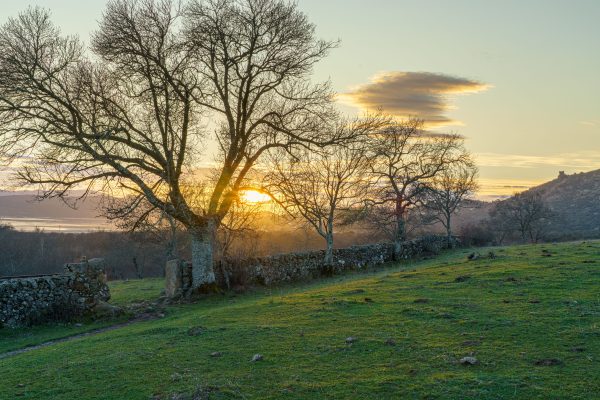 A tranquil rural scene capturing sunset through leafless trees and stone fence. Nature 4K