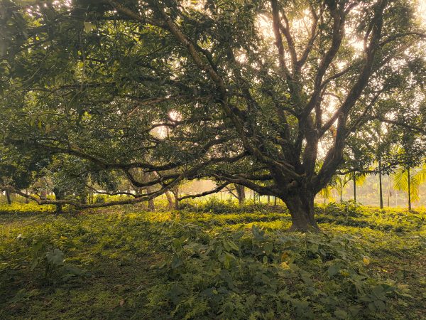 A tranquil sunrise envelops a sprawling tree in Rajshahi, Bangladesh, casting a warm glow. Nature 4K