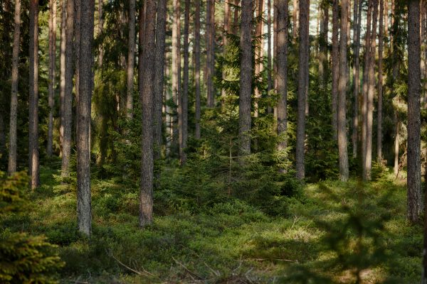 A tranquil view of a sunlit boreal forest with tall, dense evergreen trees. Nature 4K