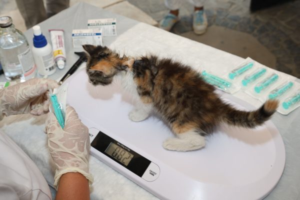 A veterinarian weighs a small kitten during a checkup at a clinic for pet health assessment. Nature 4K