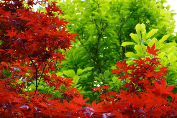 A vibrant display of red maple and green leaves showcasing nature's vivid colors in spring. Abstrait 4K