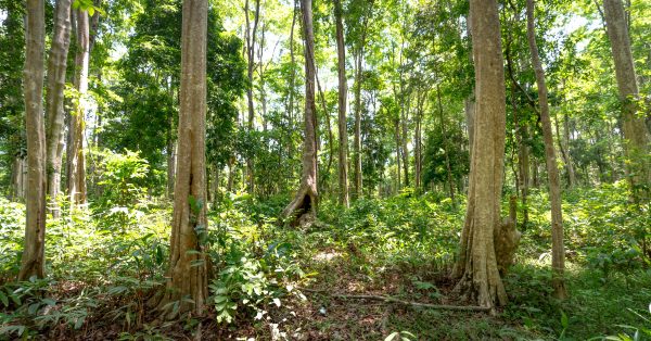 A vibrant green forest with tall trees and sunlit canopy, showcasing nature's beauty. Nature 4K