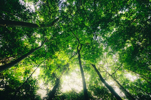 A vibrant view looking up at tall trees in Nam Cát Tiên, showcasing dense green foliage and natural light. Nature 4K