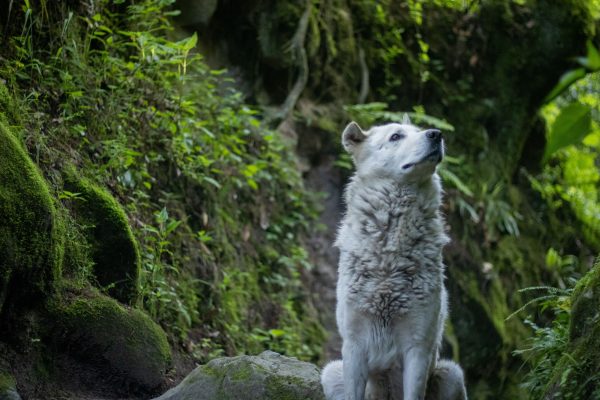 A white dog resembling a wolf sits in a verdant forest setting, exuding tranquility. Animaux 4K