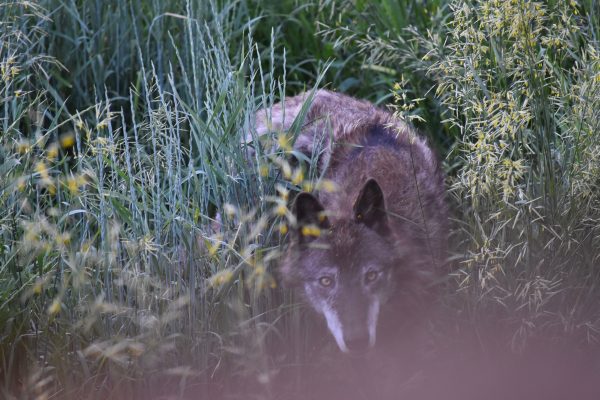 A wild wolf stealthily prowls through tall grass in a natural setting. Animaux 4K