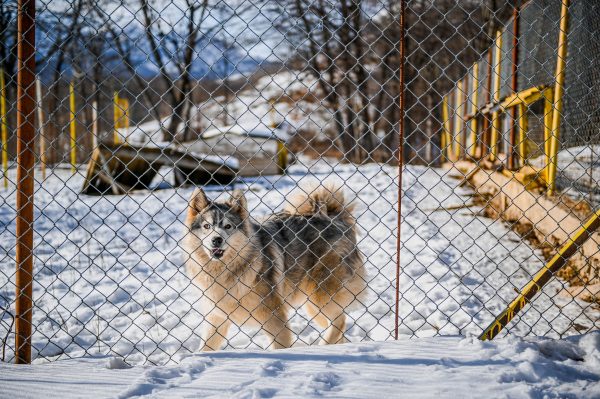 A wolfdog stands behind a chain link fence in a snowy landscape, showcasing its furry coat. Animaux 4K