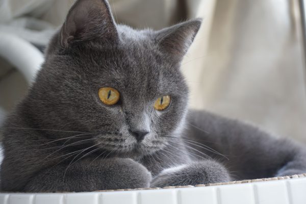 Adorable British Shorthair cat with striking orange eyes in a serene pose indoors. Nature 4K