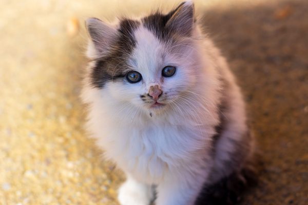 Adorable fluffy calico kitten with blue eyes on a sunny day outdoors. Perfect for pet lovers. Nature 4K