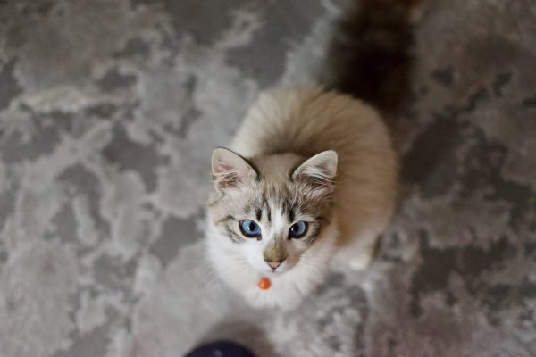Adorable fluffy kitten with blue eyes and orange collar gazing upward. Nature 4K