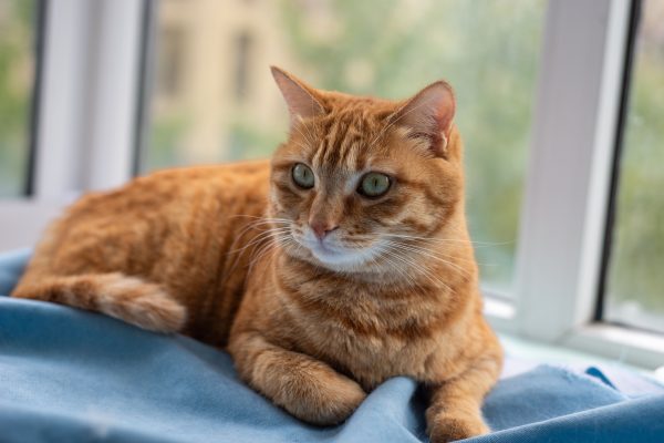 Adorable ginger cat lounging on a blanket by the window, enjoying a peaceful indoor afternoon. Nature 4K