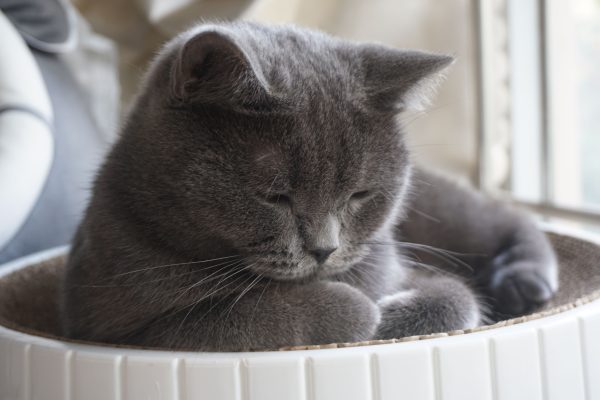Adorable grey cat peacefully sleeping by the window in a cozy basket, capturing the essence of feline serenity and comfort. Nature 4K