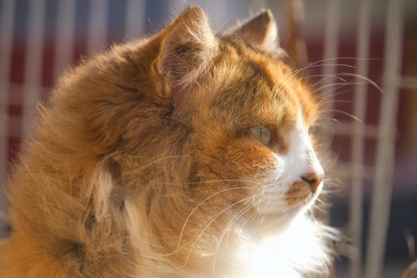 Adorable long-haired cat basking in sunlight, capturing a serene profile portrait. Nature 4K