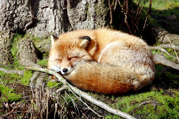 Adorable red fox asleep by a tree in a sunlit forest, showcasing wildlife tranquility. Animaux 4K