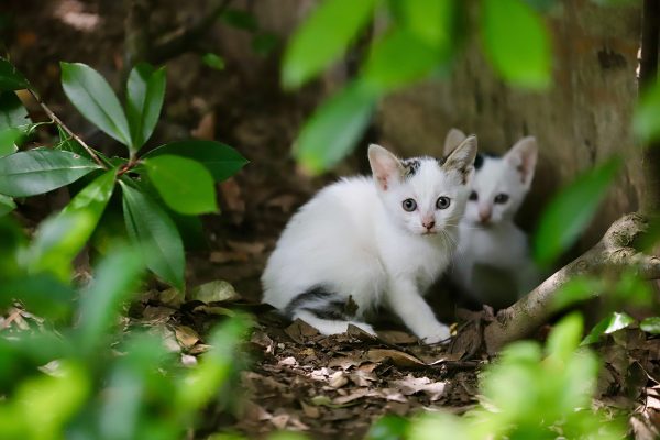 Adorable white kittens with black spots hiding in the lush green forest. Nature 4K