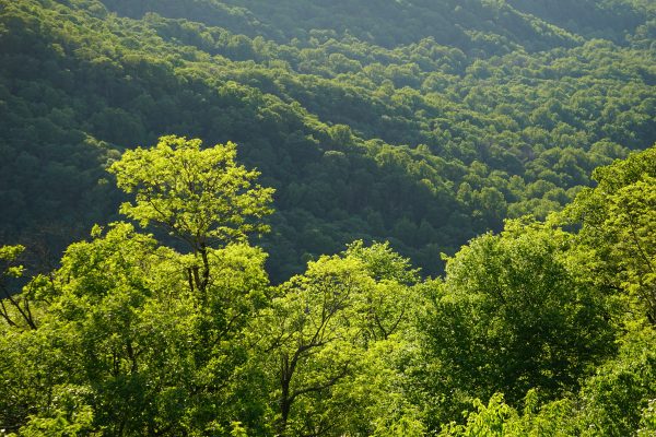 Aerial view of a vibrant green forest in summer with sunlight filtering through the trees. Nature 4K