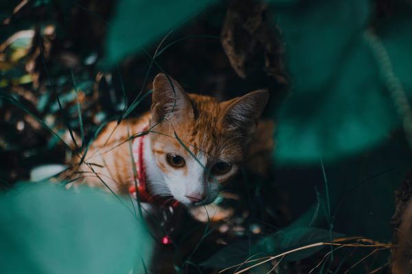 An adorable tabby cat with a red collar camouflaged in green foliage outdoors. Nature 4K