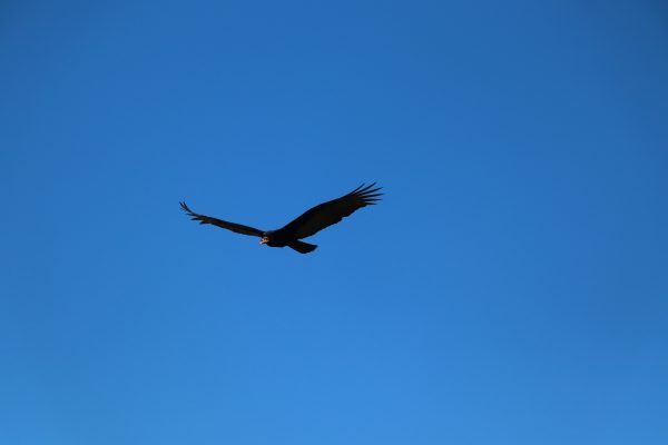 An eagle majestically soars across a bright blue sky captured in Salto del Guairá, Paraguay. Animaux 4K