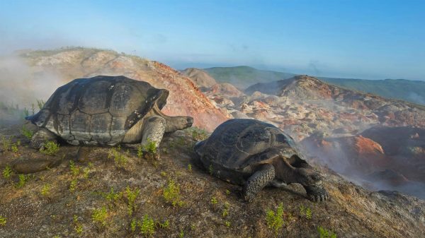 Animals, landscape, nature Anime 4K