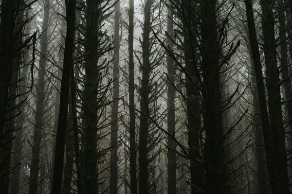 Atmospheric forest scene with tall leafless trees enveloped in mist, evoking a sense of mystery. Dark 4K