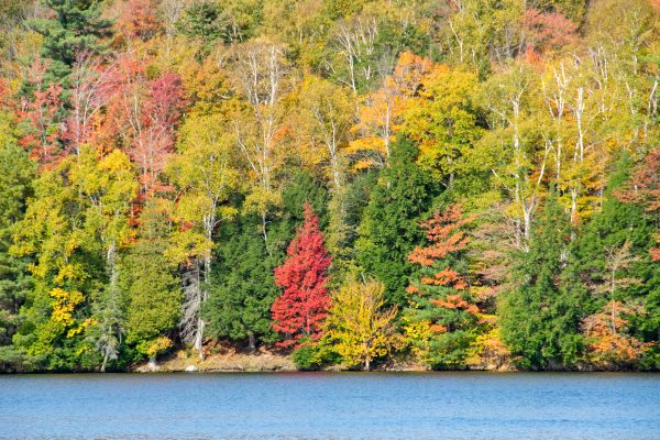 Autumn leaves in vibrant colors reflected in a calm pond in New England. Abstrait 4K