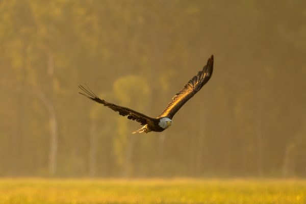 Bald eagle effortlessly gliding through the golden skies of Alma, Wisconsin. Animaux 4K