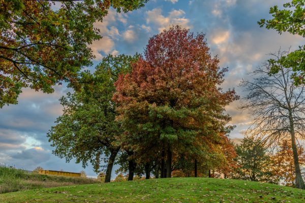 Beautiful autumn scene featuring vibrant trees under a cloudy sky. Abstrait 4K