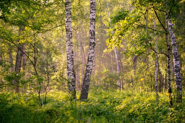Beautiful birch forest with lush greenery and morning sunlight filtering through. Nature 4K