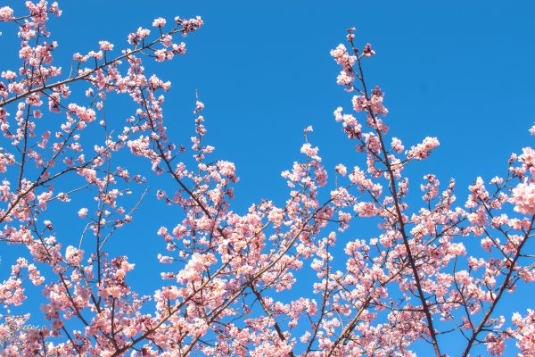 Beautiful cherry blossom branches against a clear blue sky in Shinjuku City, Tokyo. Anime 4K